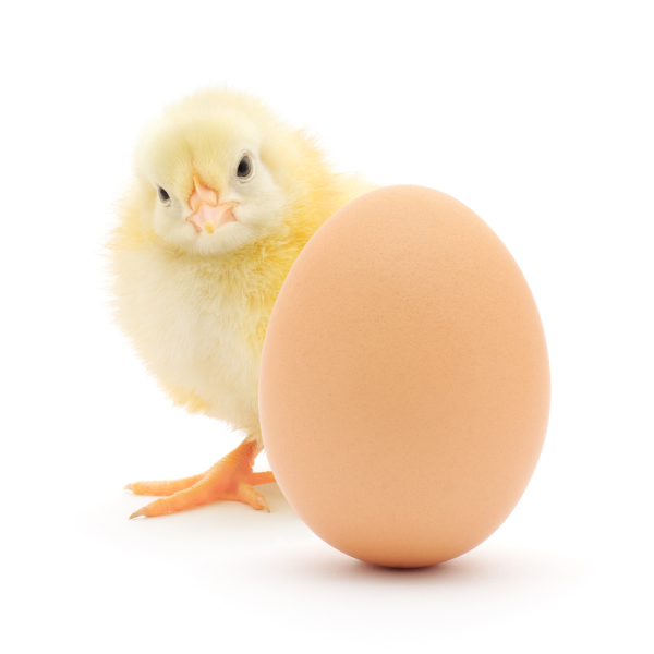 Which came first? The chicken or the egg?